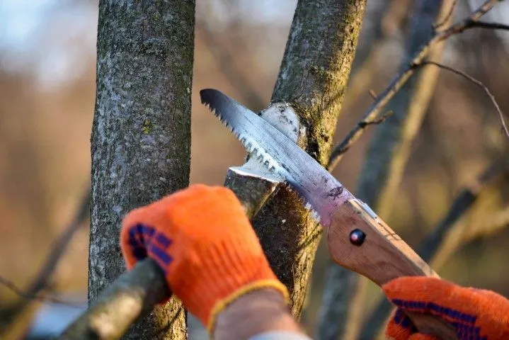 Tree trimming services in Glendora, CA