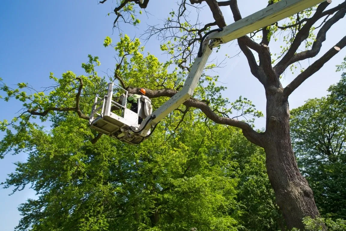 Professional tree services in Glendora, California