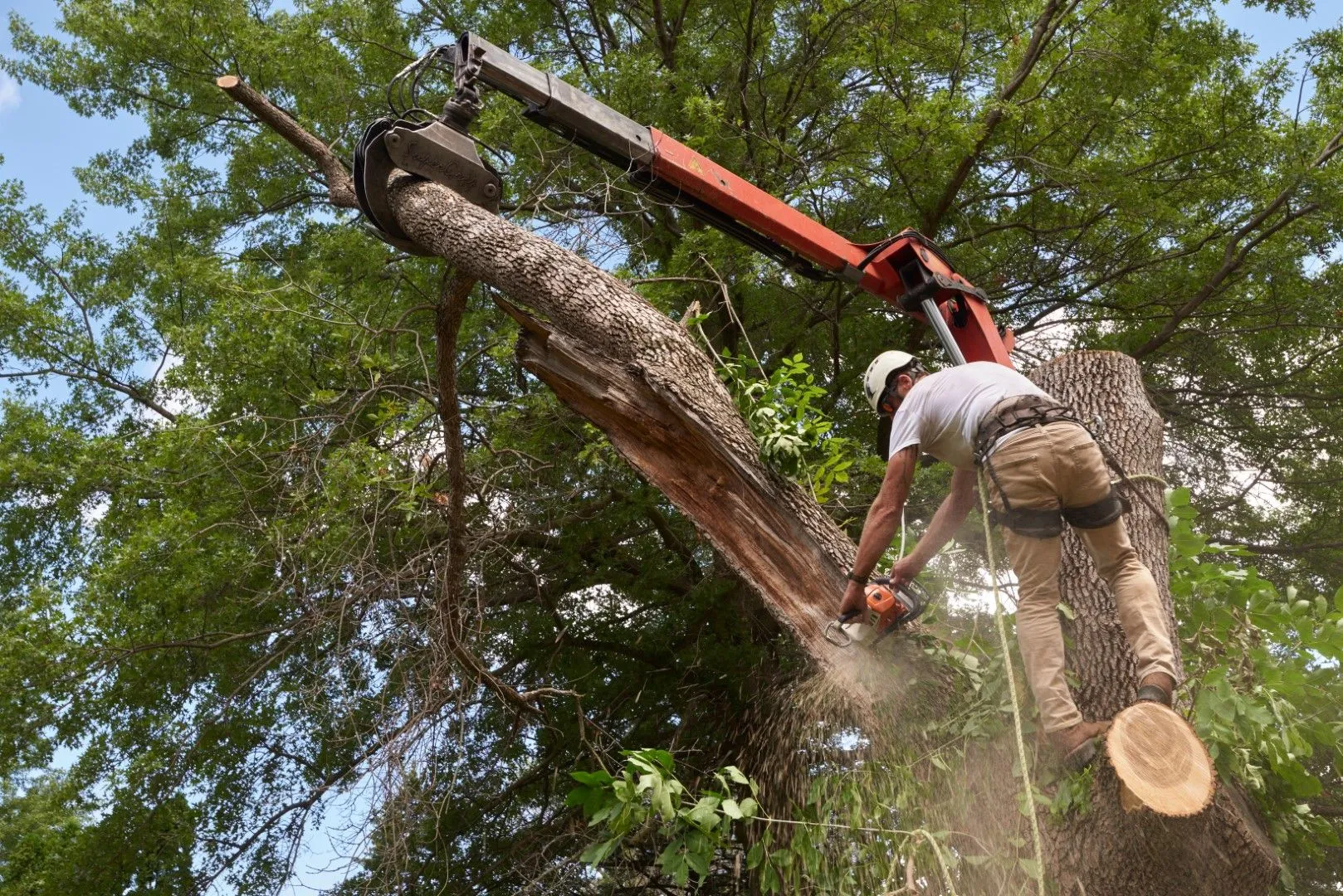 an image of Expert tree removal in Glendora, California