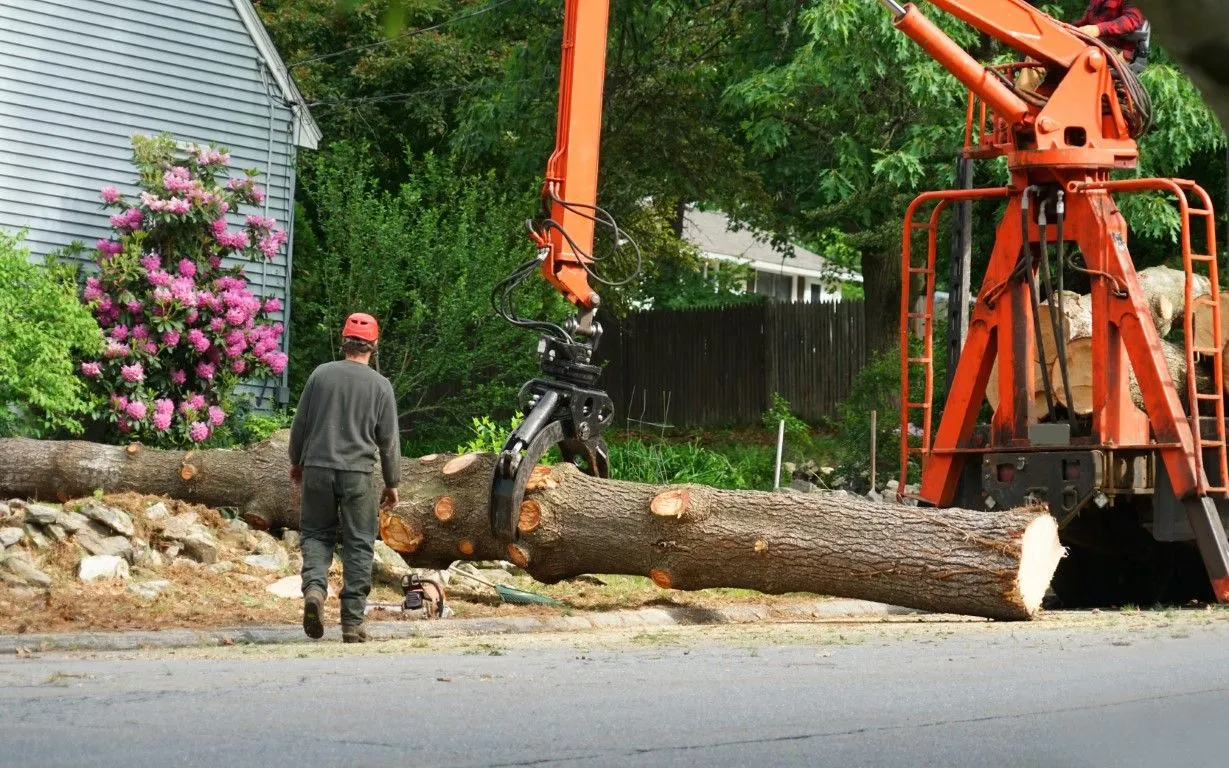 An image of Expert tree removal in Glendora, California