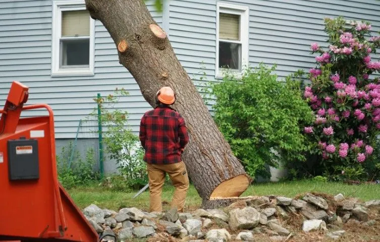 An image of Tree Removal in Glendora, CA