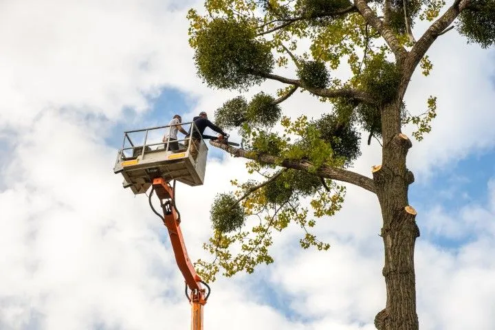 Professional tree trimming in Glendora, CA