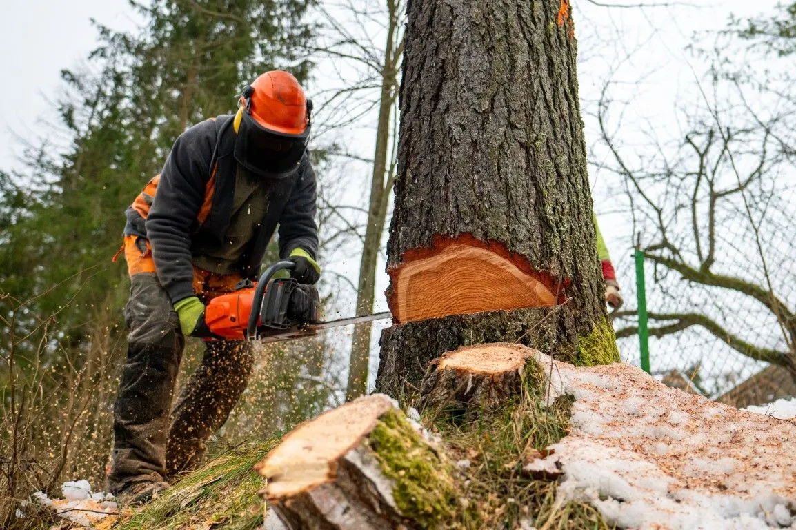 Expert tree removal in Glendora, California