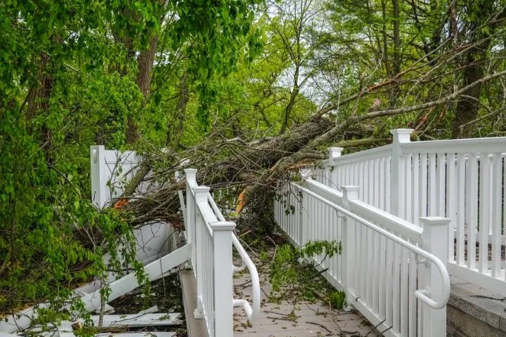 An image of Tree in Glendora, CA
