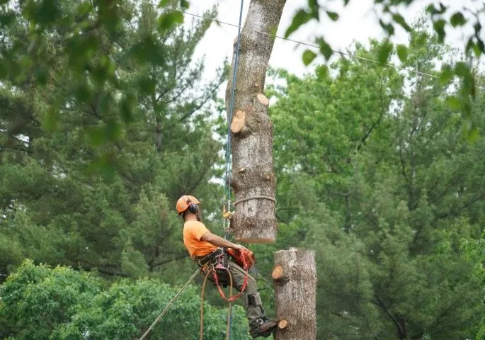 An image of Tree Removal in Glendora, CA